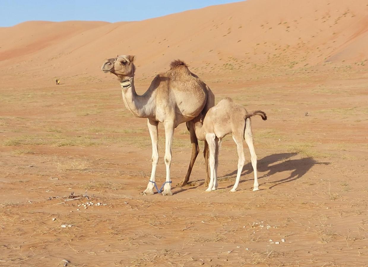Delight Desert Camp الوصل المظهر الخارجي الصورة